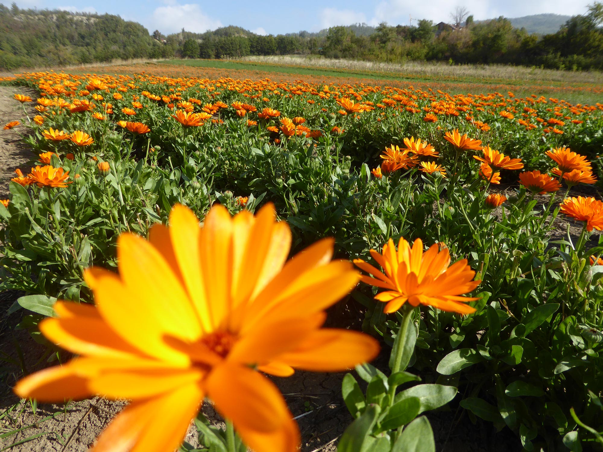 Rocca dei Fiori – Azienda Agricola Ca dei Fiori